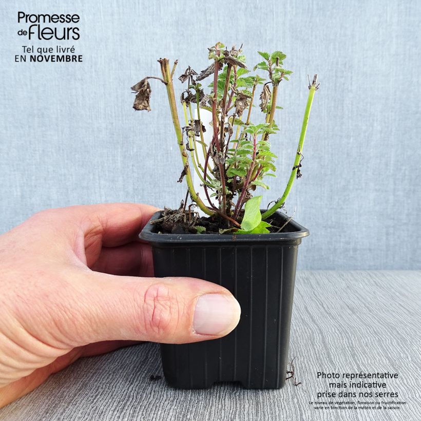 Amostra de Nepeta faassenii Purrsian Blue Vaso de 8/9 cm tal como entregue no outono