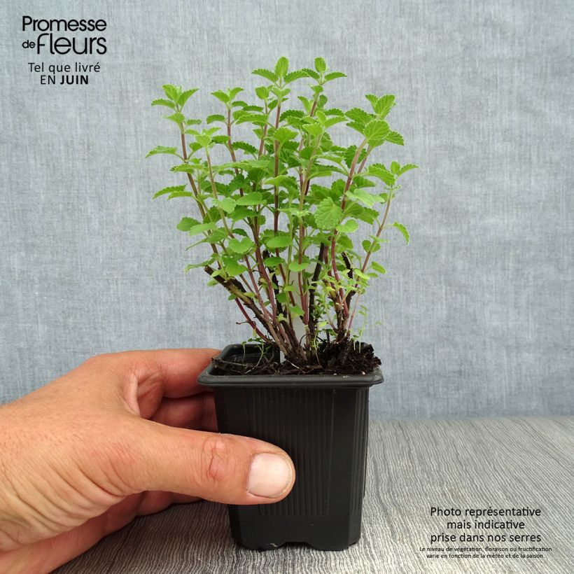 Amostra de Nepeta faassenii Purrsian Blue Vaso de 8/9 cm tal como entregue no verão