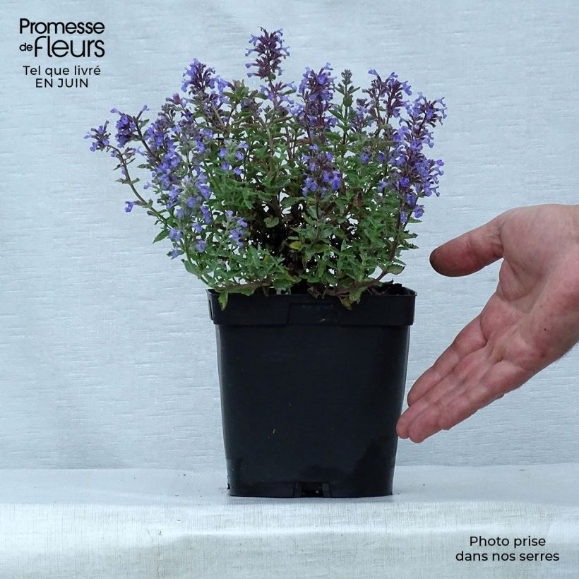 Amostra de Nepeta faassenii Purrsian Blue Vaso de 2 L/3 L tal como entregue no verão