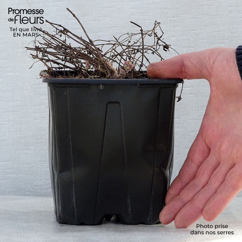 Amostra de Nepeta faassenii Purrsian Blue Vaso de 2 L/3 L tal como entregue na primavera