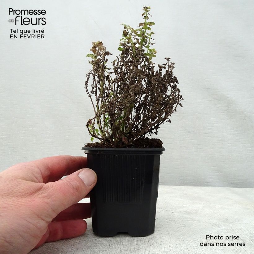 Amostra de Nepeta Purrsian Blue - Chataire Vaso de 8/9 cm tal como entregue no inverno