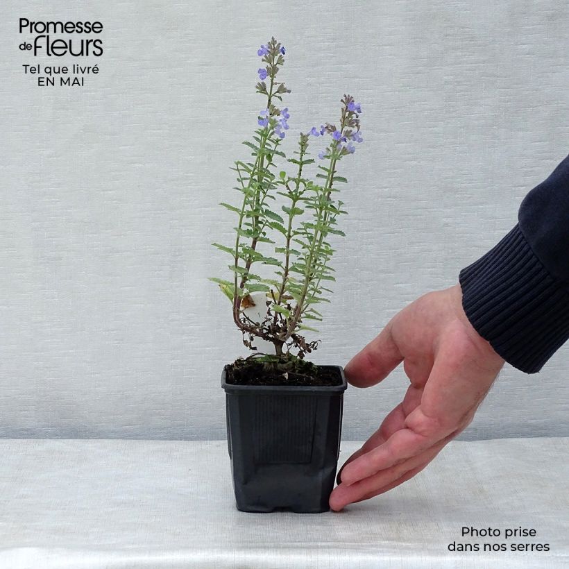 Amostra de Nepeta faassenii Purrsian Blue Vaso de 8/9 cm tal como entregue na primavera