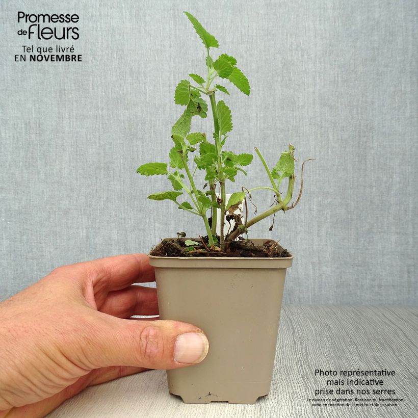 Amostra de Nepeta cataria Citriodora Vaso de 8/9 cm tal como entregue no outono