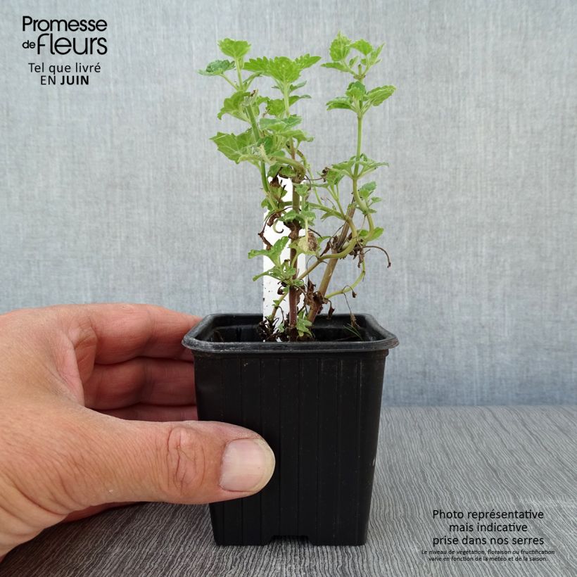 Amostra de Nepeta cataria Citriodora Vaso de 8/9 cm tal como entregue no verão