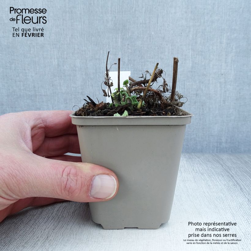 Amostra de Nepeta cataria Citriodora - Chataire citron. Vaso de 8/9 cm tal como entregue no inverno