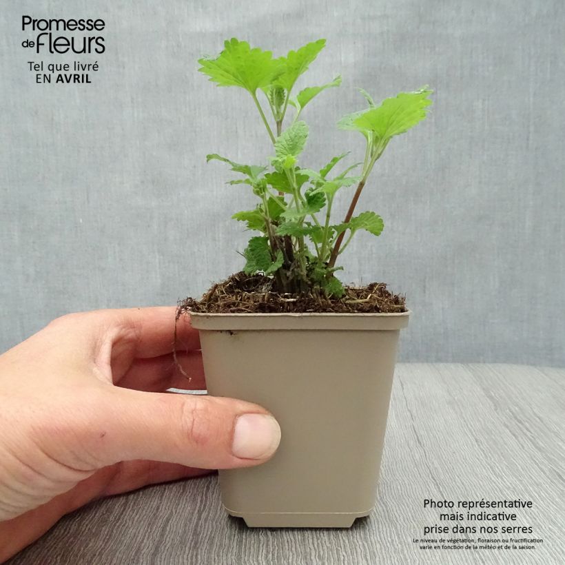Amostra de Nepeta cataria Citriodora Vaso de 8/9 cm tal como entregue na primavera