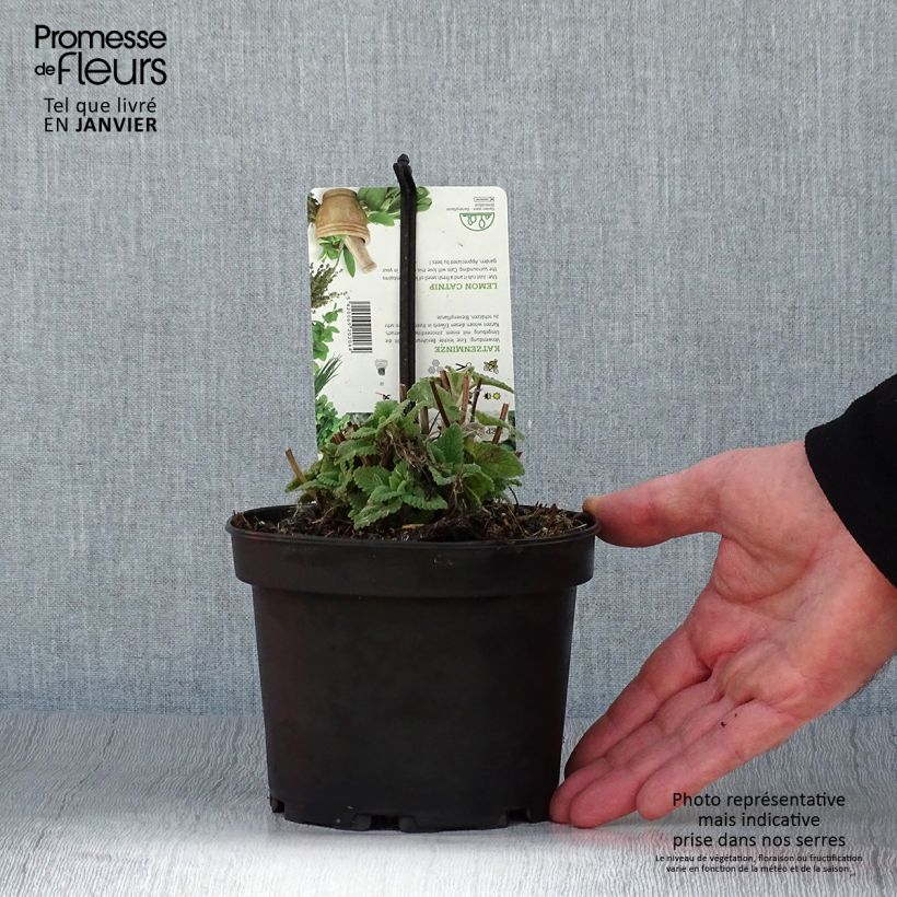 Amostra de Nepeta cataria Citriodora - Chataire citron. Vaso de 1,5 L/2 L tal como entregue no inverno