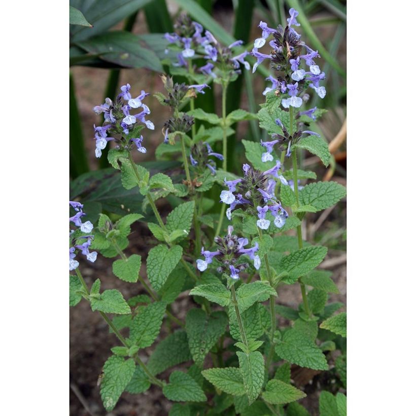 Nepeta clarkei - Nêveda (Hábito)