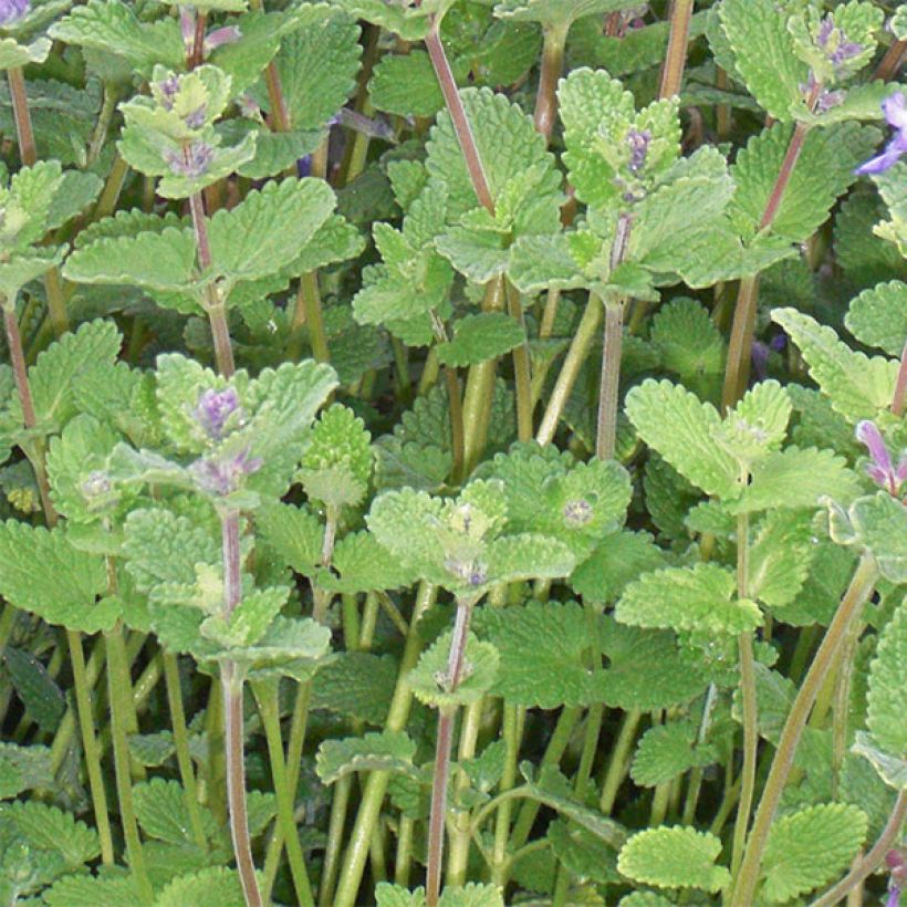 Nepeta faassenii - Erva-dos-gatos (Folhagem)