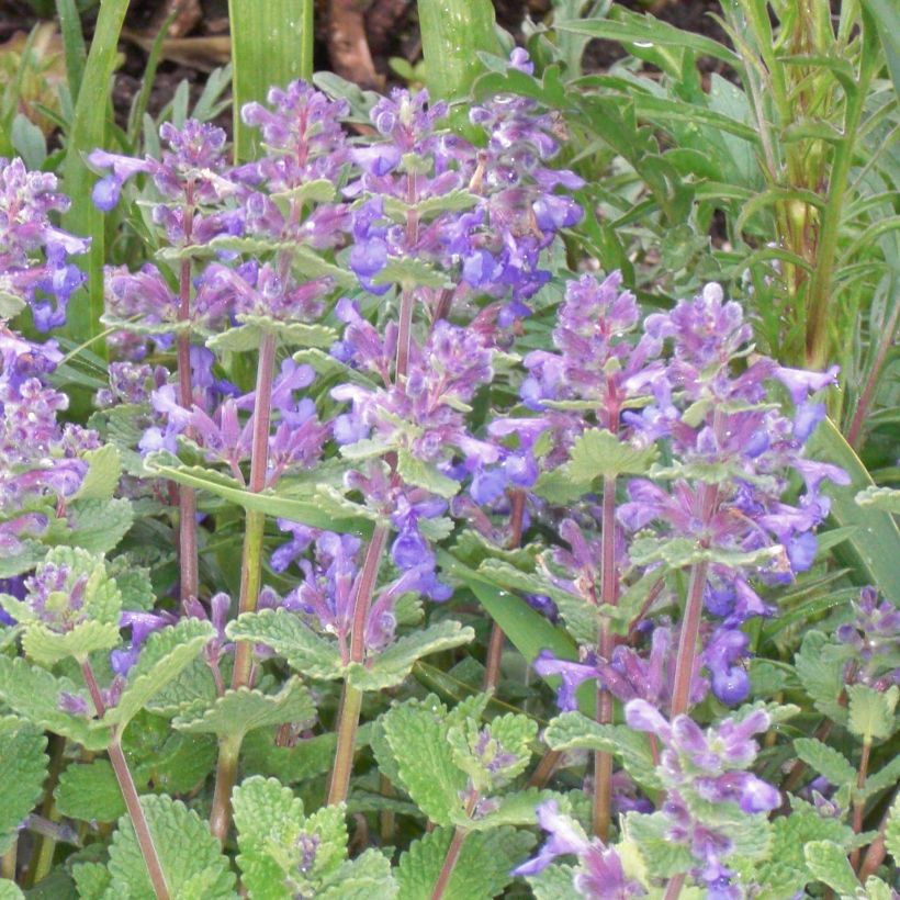 Nepeta faassenii - Erva-dos-gatos (Floração)