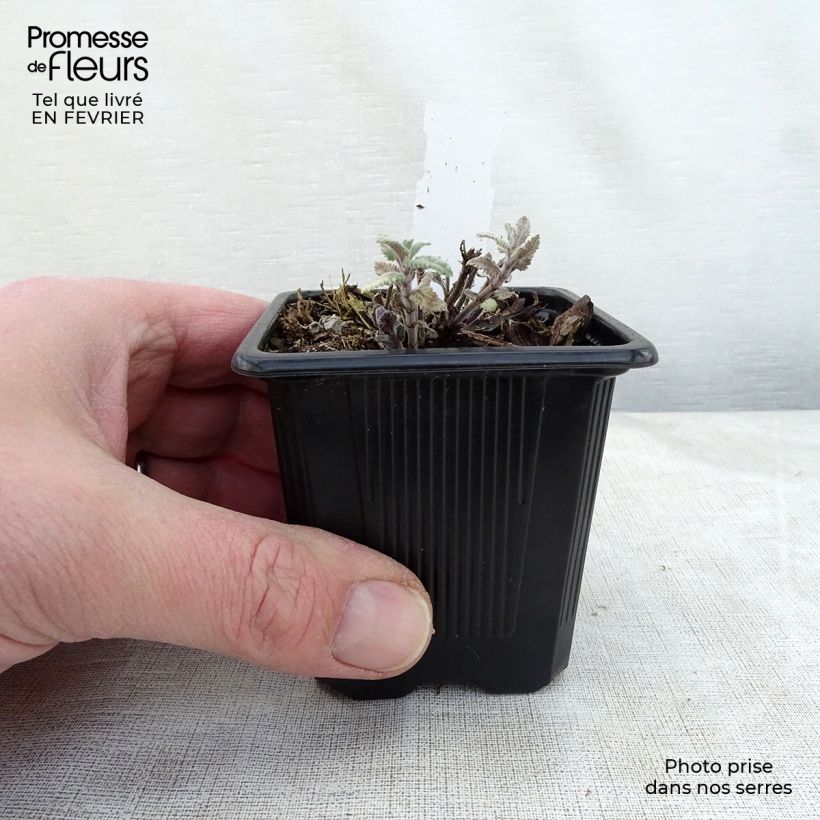 Amostra de Nepeta faassenii Cat’s Meow - Chataire  Vaso de 8/9 cm tal como entregue no inverno