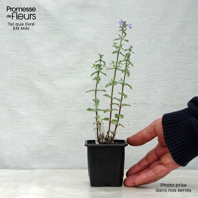 Amostra de Nepeta faassenii Cats Meow Vaso de 8/9 cm tal como entregue na primavera