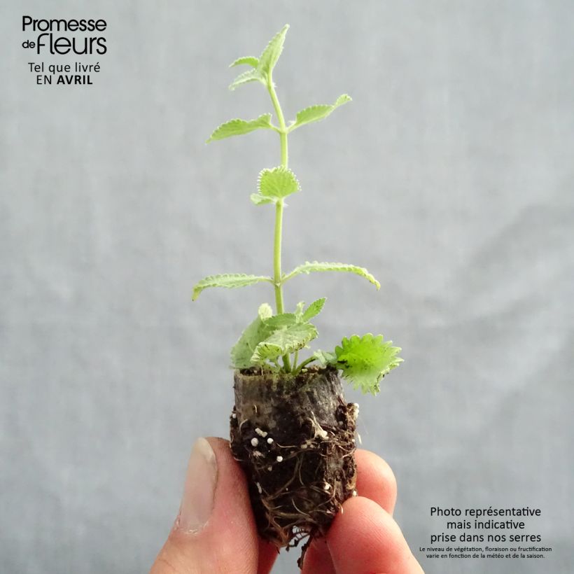 Amostra de Nepeta faassenii Cat’s Meow - Chataire  Mini-torrão Ø 1,5/2,5 cm tal como entregue na primavera