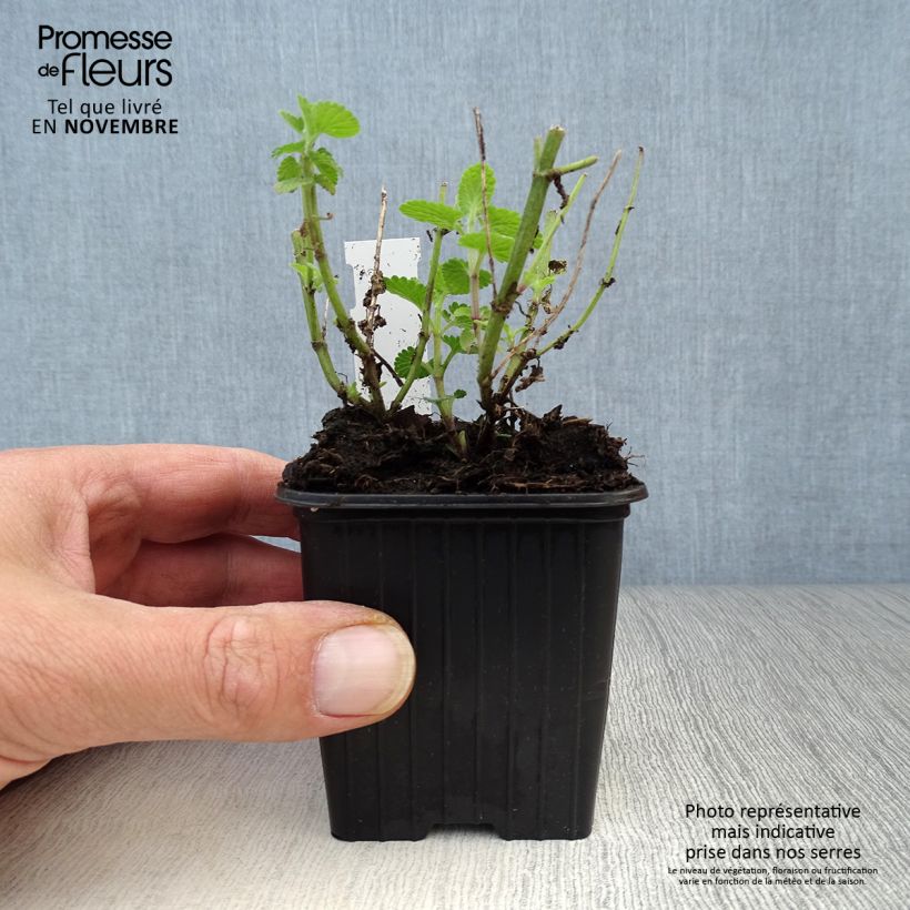Amostra de Nepeta faassenii Cats Pajamas Vaso de 8/9 cm tal como entregue no outono