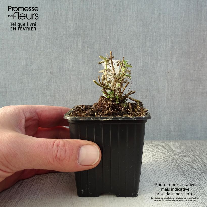 Amostra de Nepeta faassenii Cat's Pajamas Vaso de 8/9 cm tal como entregue no inverno