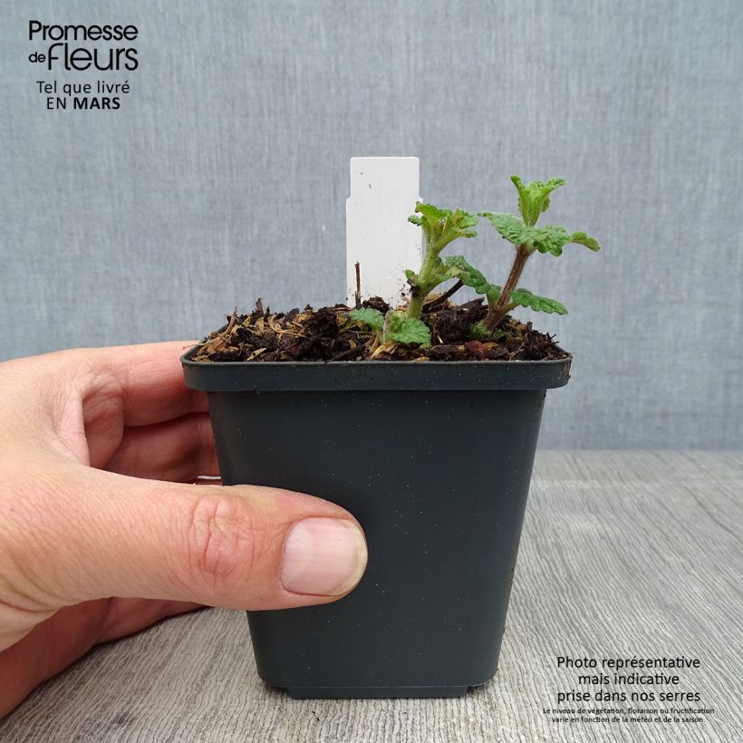 Amostra de Nepeta faassenii Cats Pajamas Vaso de 8/9 cm tal como entregue na primavera