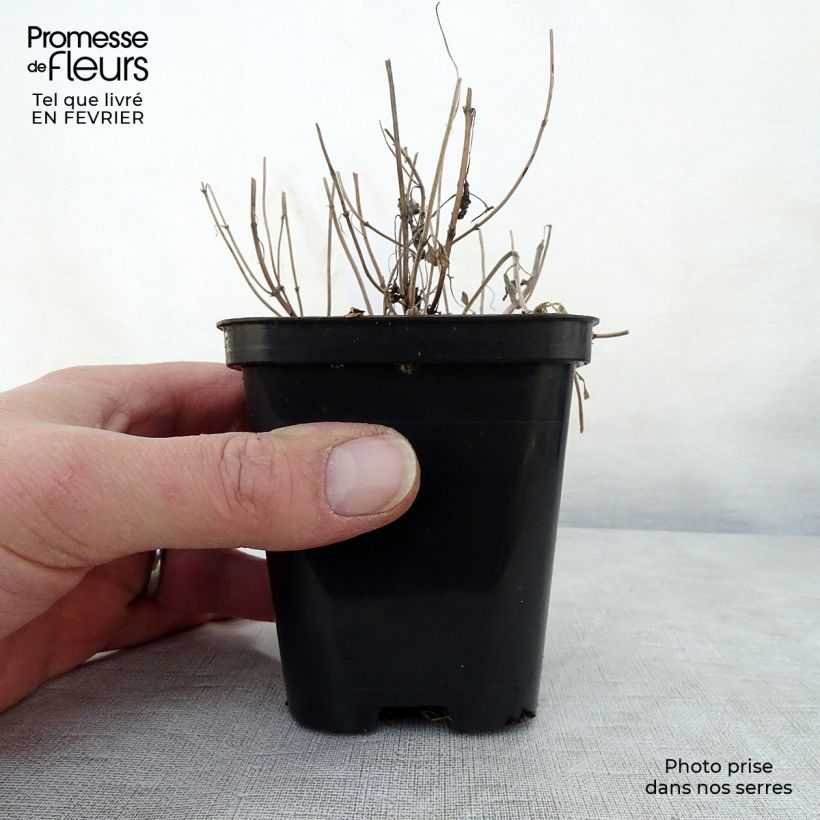 Amostra de Nepeta faassenii - Népéta hybride Vaso de 8/9 cm tal como entregue no inverno