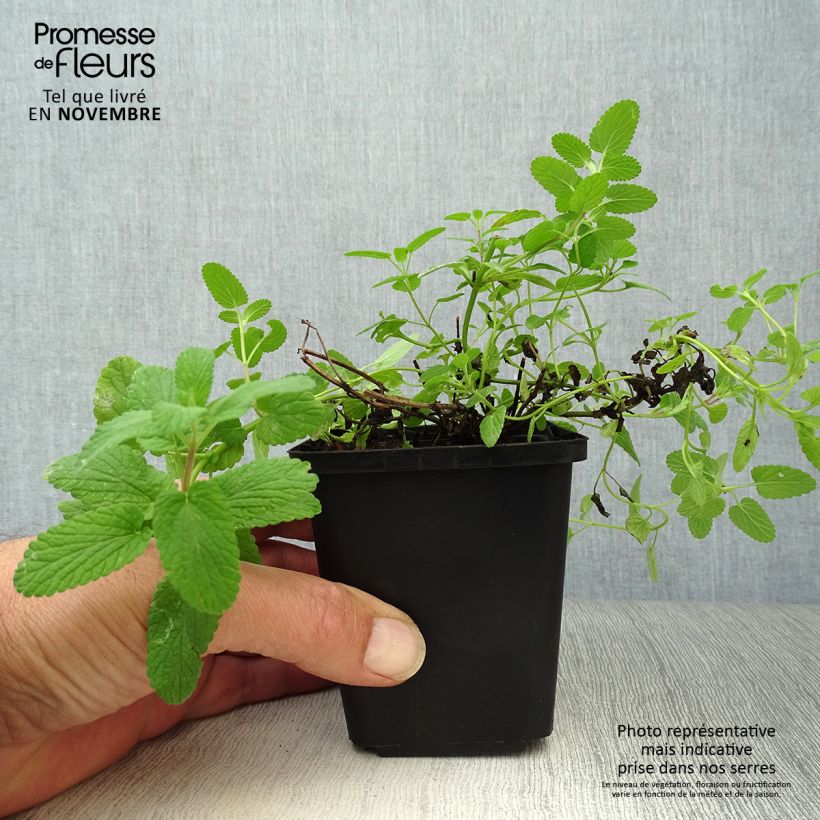 Amostra de Nepeta faassenii - Erva-dos-gatos Vaso de 8/9 cm tal como entregue no outono