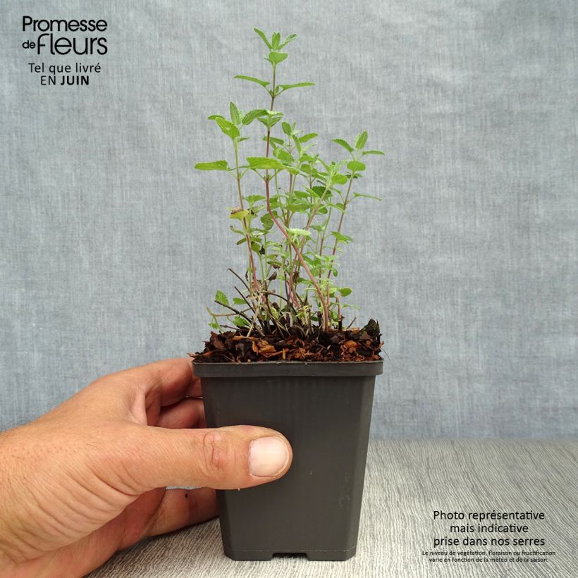 Amostra de Nepeta faassenii - Erva-dos-gatos Vaso de 8/9 cm tal como entregue no verão