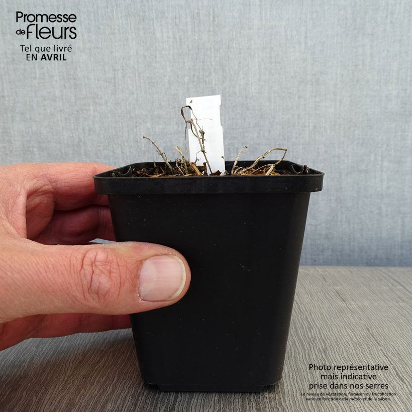 Amostra de Nepeta faassenii - Erva-dos-gatos Vaso de 8/9 cm tal como entregue na primavera