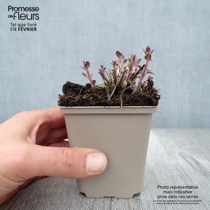 Amostra de Nepeta faassenii Six Hill Giant Gold Vaso de 8/9 cm tal como entregue no inverno