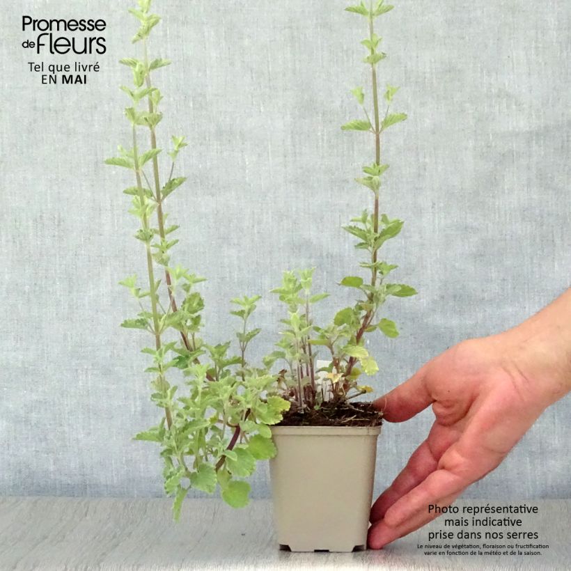 Amostra de Nepeta faassenii Six Hills Gold Vaso de 8/9 cm tal como entregue na primavera