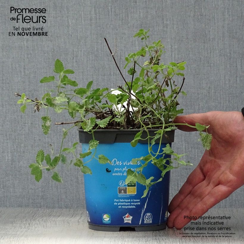 Amostra de Nepeta faassenii Six Hills Giant Vaso de 2 L/3 L tal como entregue no outono