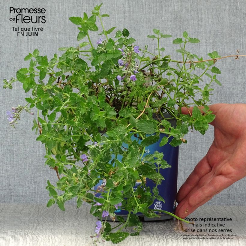 Amostra de Nepeta faassenii Six Hills Giant Vaso de 2 L/3 L tal como entregue no verão