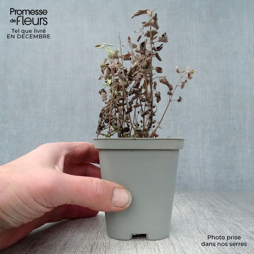 Amostra de Nepeta faassenii Walker's Low Vaso de 8/9 cm tal como entregue no inverno