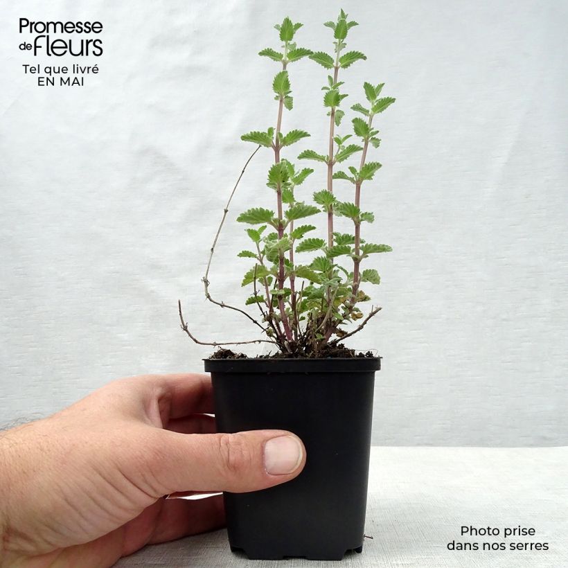 Amostra de Nepeta faassenii Walkers Low Vaso de 8/9 cm tal como entregue na primavera