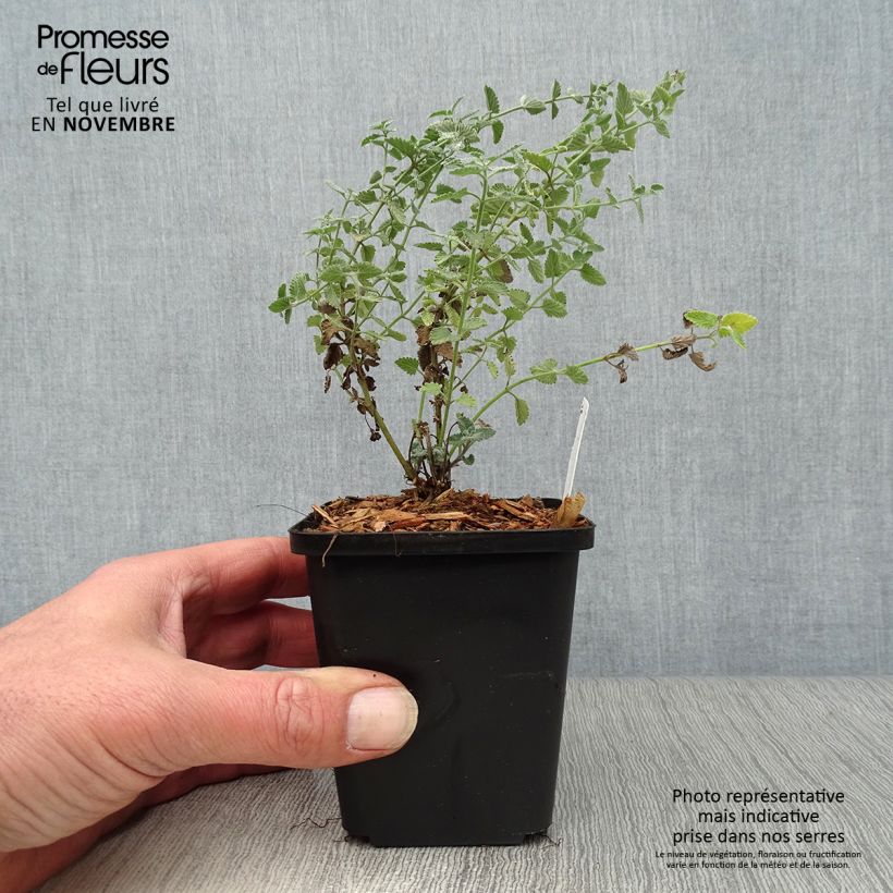 Amostra de Nepeta faassenii Walkers Low Vaso de 8/9 cm tal como entregue no outono