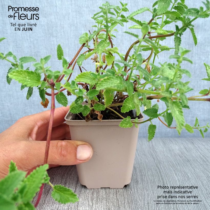 Amostra de Nepeta faassenii Walkers Low Vaso de 8/9 cm tal como entregue no verão