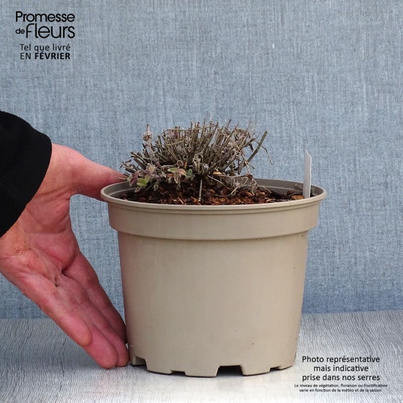 Amostra de Nepeta faassenii Walker's Low Vaso de 2 L/3 L tal como entregue no inverno