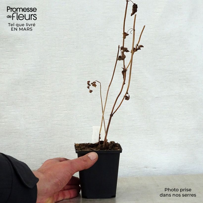 Amostra de Nepeta govaniana Vaso de 8/9 cm tal como entregue na primavera