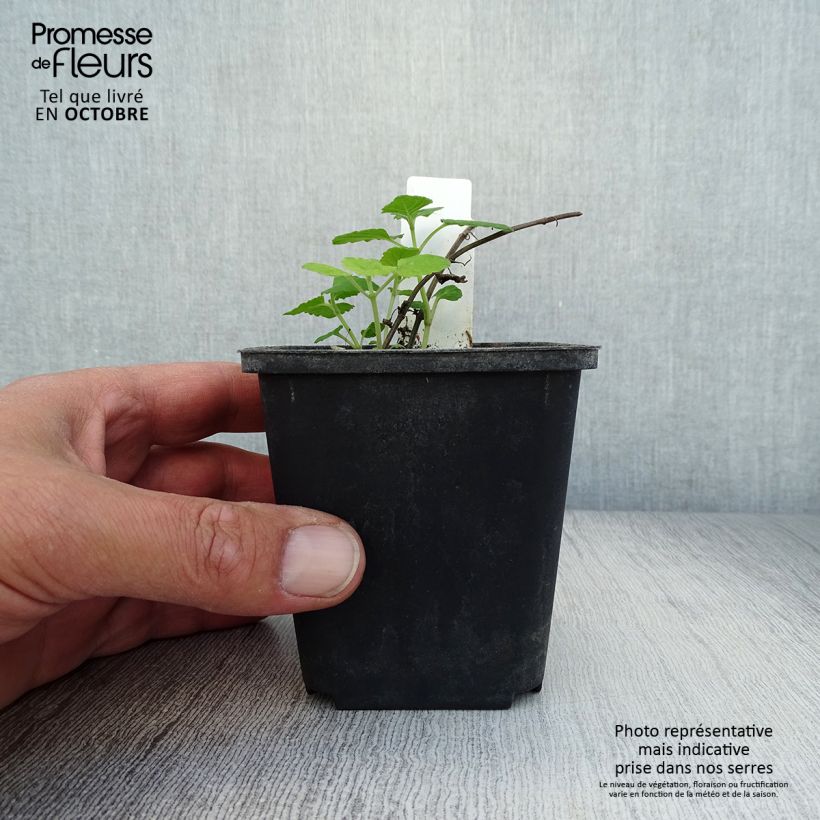 Amostra de Nepeta govaniana Vaso de 8/9 cm tal como entregue no outono