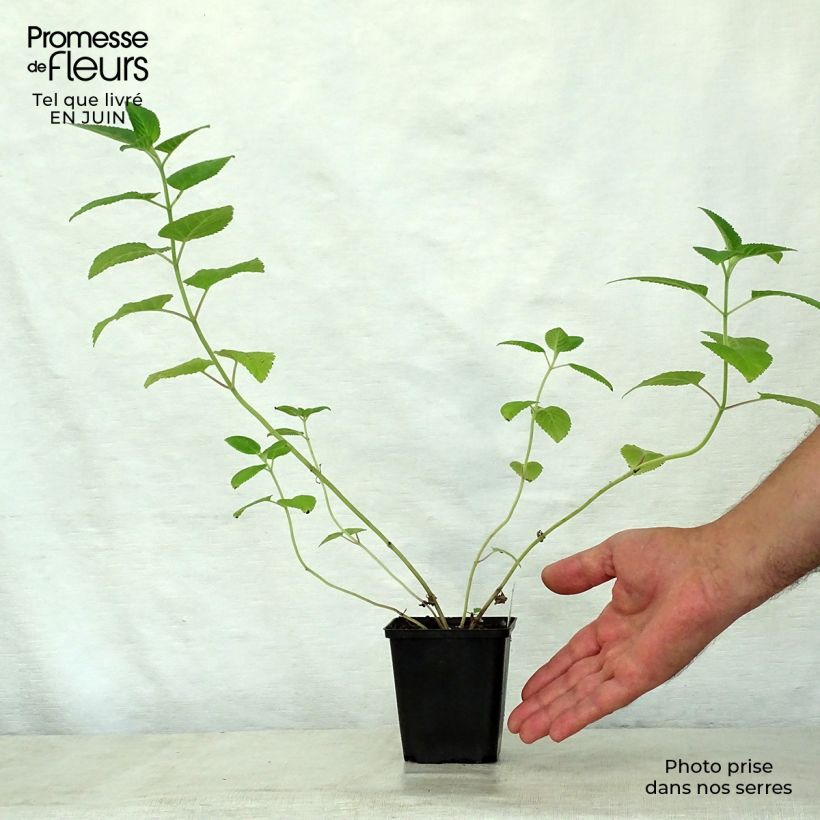 Amostra de Nepeta govaniana Vaso de 8/9 cm tal como entregue no verão