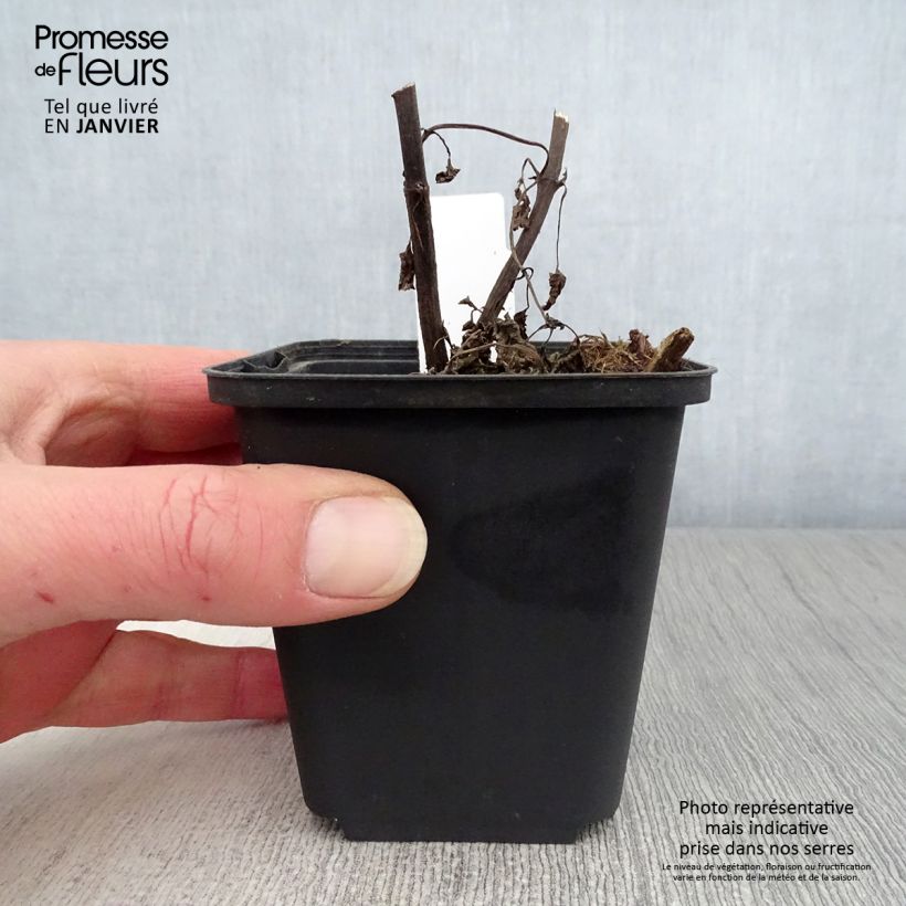 Amostra de Nepeta govaniana Vaso de 8/9 cm tal como entregue no inverno