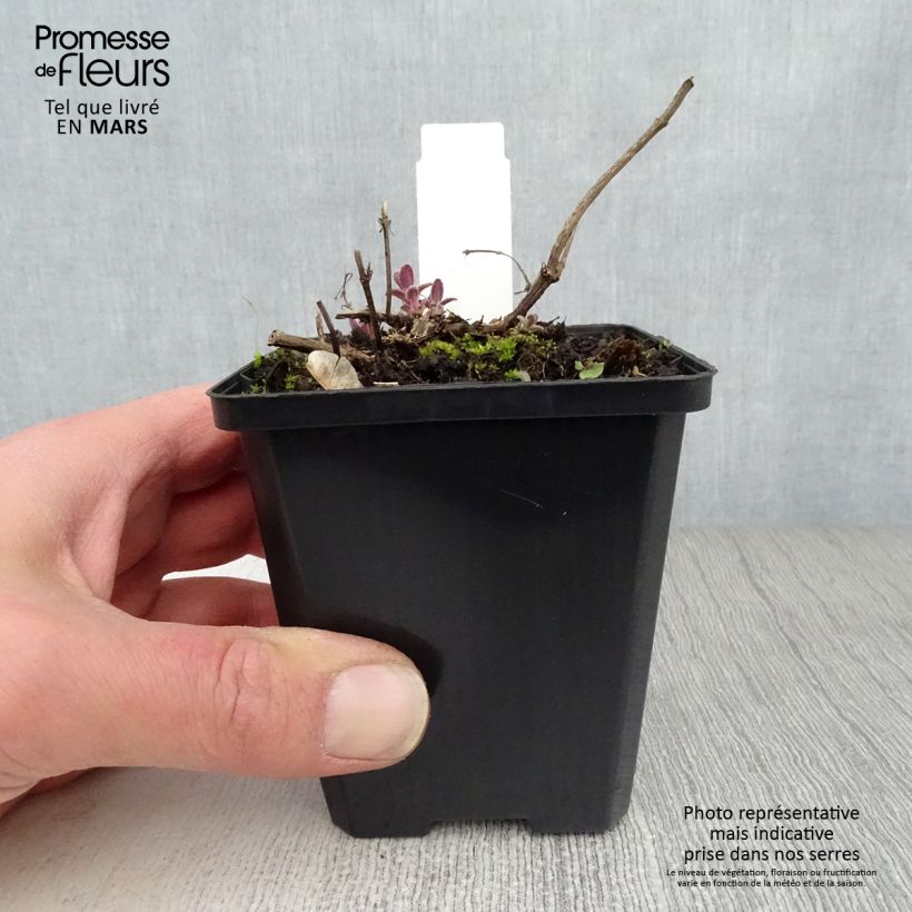 Amostra de Nepeta grandiflora Bramdean Vaso de 8/9 cm tal como entregue na primavera