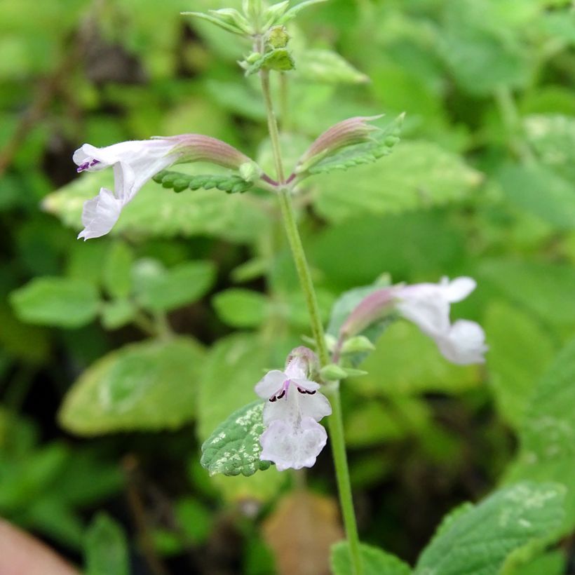 Nepeta grandiflora Dawn to Dusk (Floração)