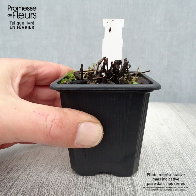 Amostra de Nepeta grandiflora Dawn to Dusk Vaso de 8/9 cm tal como entregue no inverno