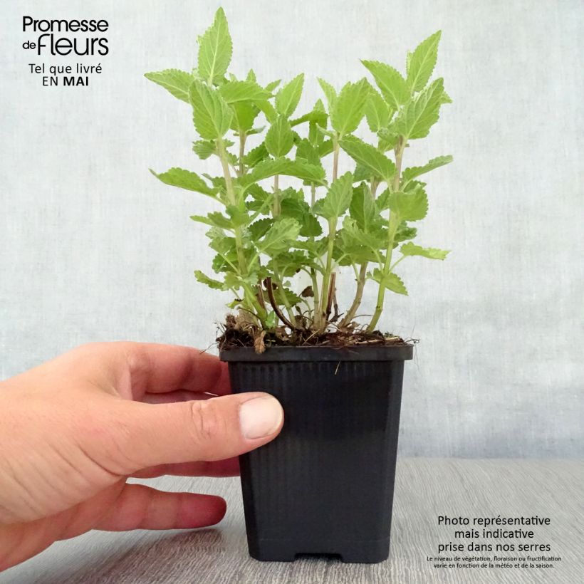 Amostra de Nepeta grandiflora Dawn to Dusk Vaso de 8/9 cm tal como entregue na primavera