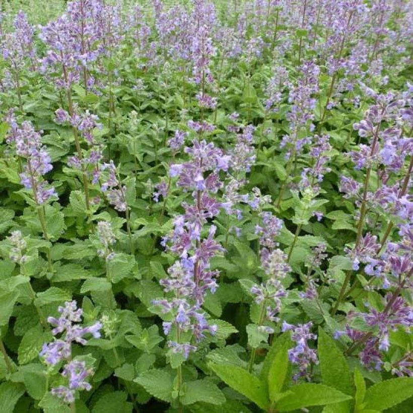 Nepeta grandiflora Summer Magic (Folhagem)