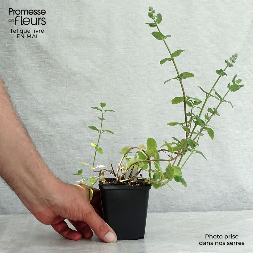 Amostra de Nepeta grandiflora Summer Magic Vaso de 8/9 cm tal como entregue na primavera