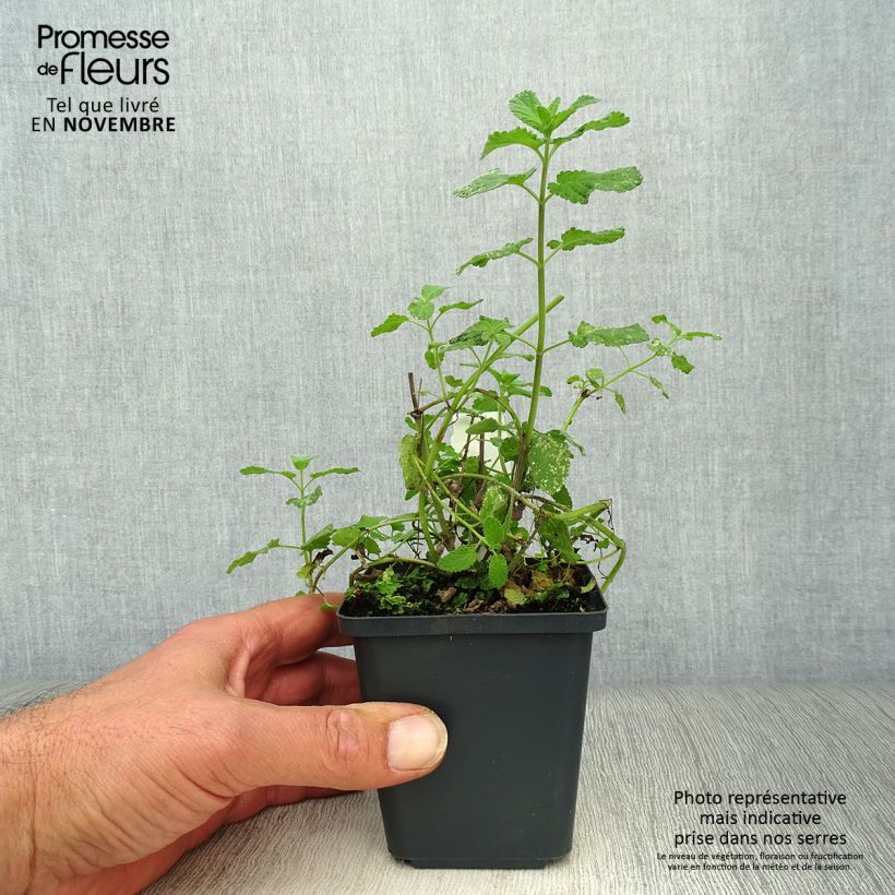Amostra de Nepeta grandiflora Summer Magic Vaso de 8/9 cm tal como entregue no outono