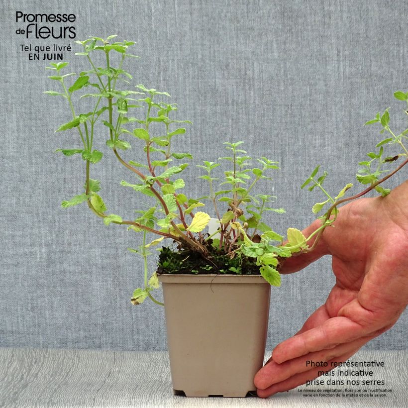 Amostra de Nepeta grandiflora Summer Magic Vaso de 8/9 cm tal como entregue no verão