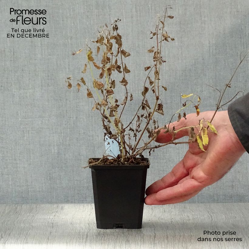 Amostra de Nepeta grandiflora Summer Magic Vaso de 8/9 cm tal como entregue no inverno