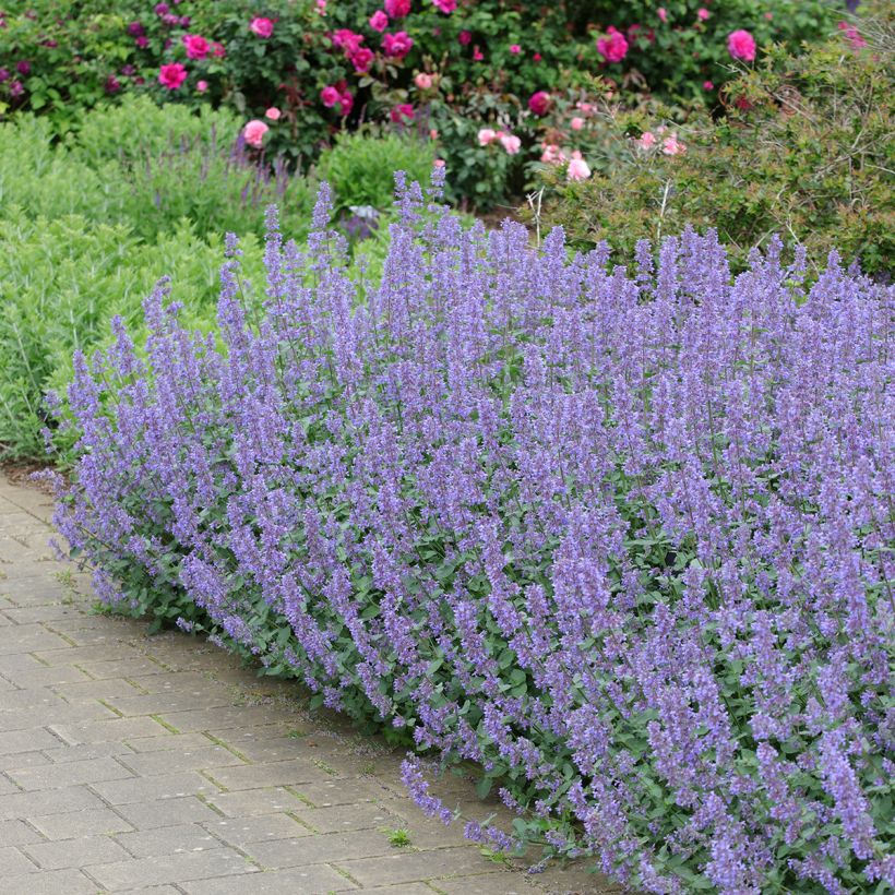 Nepeta grandiflora Summer Magic (Hábito)
