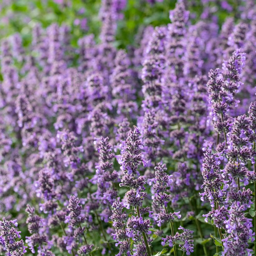 Nepeta grandiflora Summer Magic (Floração)