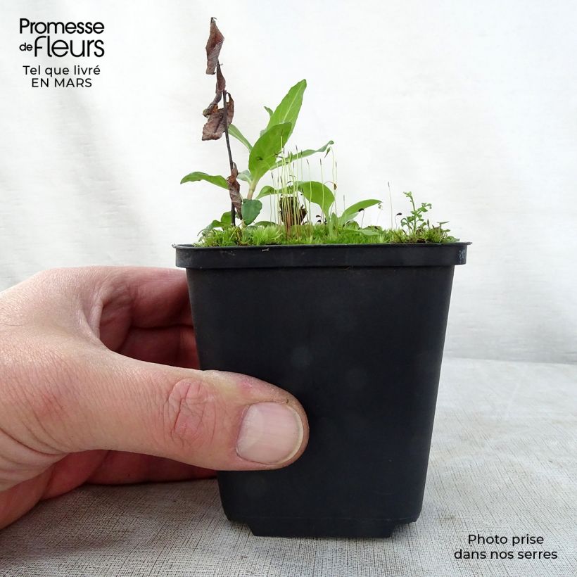 Amostra de Nepeta grandiflora Wild Cat Vaso de 8/9 cm tal como entregue na primavera