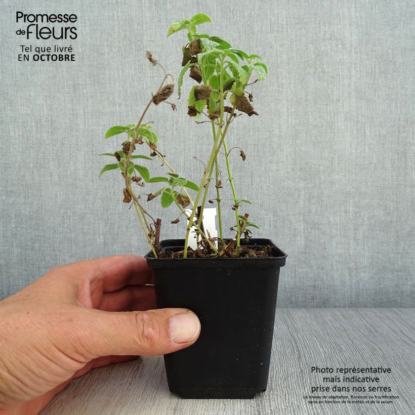 Amostra de Nepeta grandiflora Wild Cat Vaso de 8/9 cm tal como entregue no outono